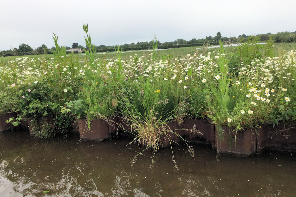 Wildflowers photograph
